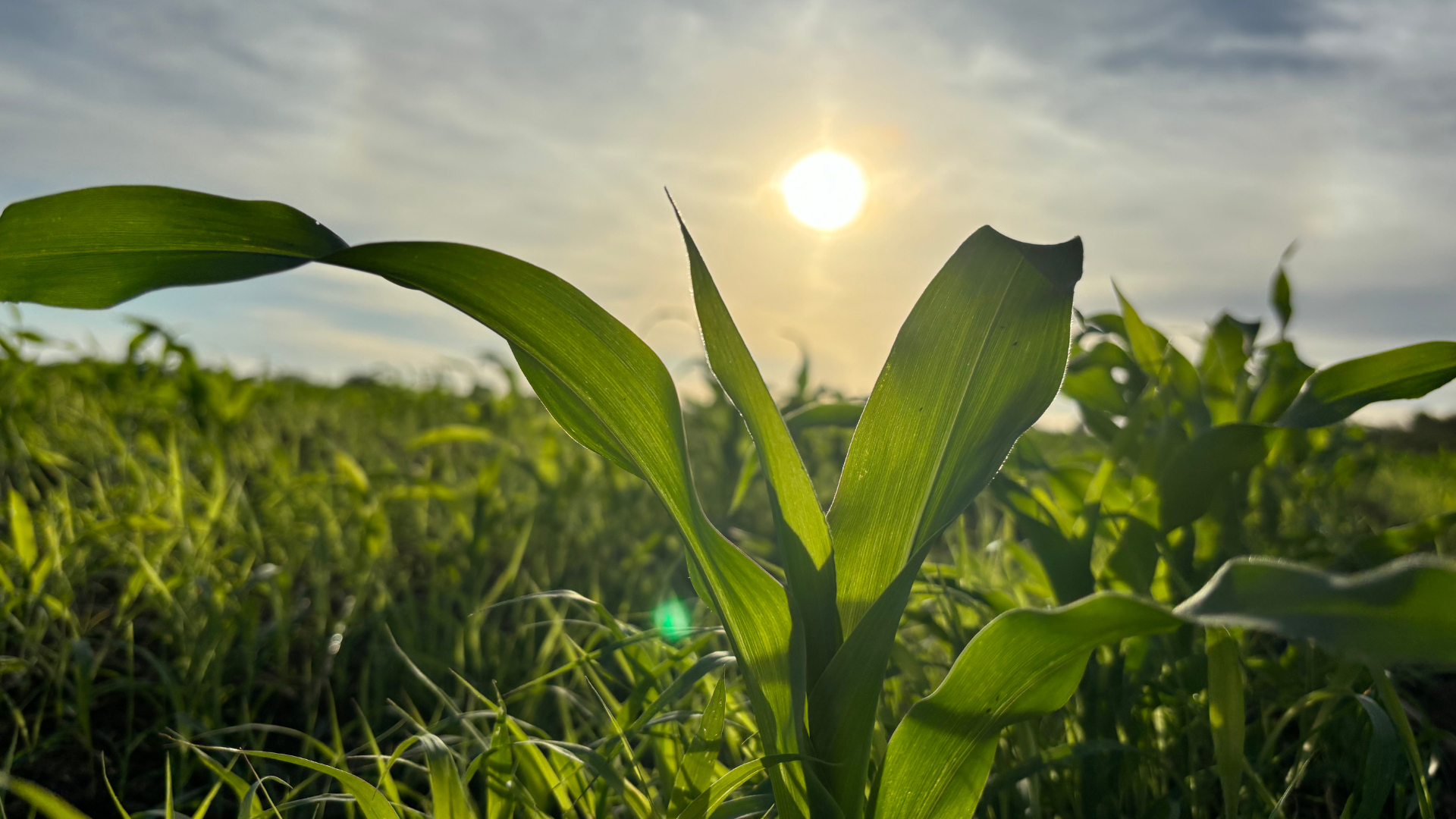 Zea mays being sunkissed in a selfie